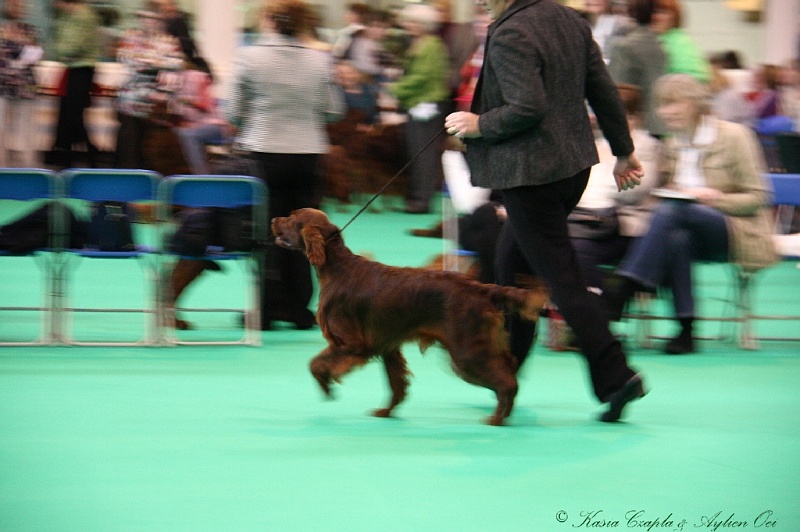 Crufts2011 129.jpg